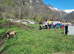 Il capriolo liberato a Issime