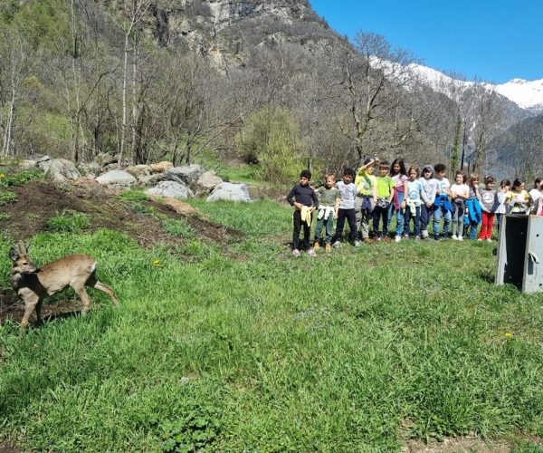 Il capriolo liberato a Issime
