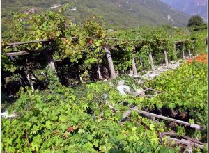La viticoltura di montagna
