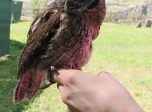 ”Centro di Falconeria Messaggeri Alati”.