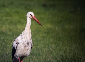 La cicogna avvistata in Valle (foto di Daniela Abate).