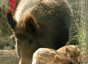Immagine di archivio - I piccoli di cinghiale nati da qualche giorno
