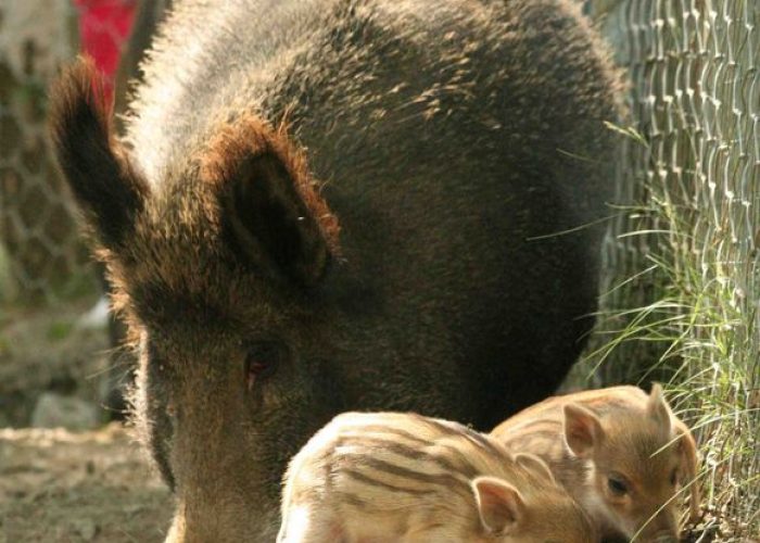 Immagine di archivio - I piccoli di cinghiale nati da qualche giorno