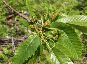 Le Galle del Cinipide