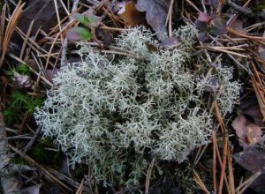 Cladonia Portentosa - specie protetta in Valle