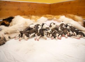 Gli undici cuccioli di Muffin