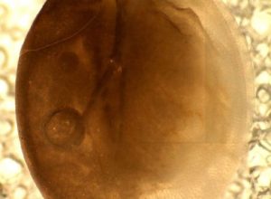 La Daphnia middendorffiana