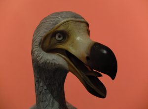 dinosauri in carne e ossaF