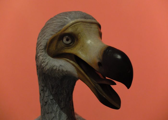 dinosauri in carne e ossaF