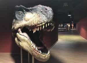 dinosauri in carne e ossa