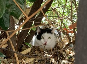 Gatto smarrito