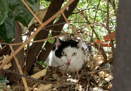 Gatto smarrito