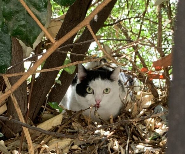 Gatto smarrito