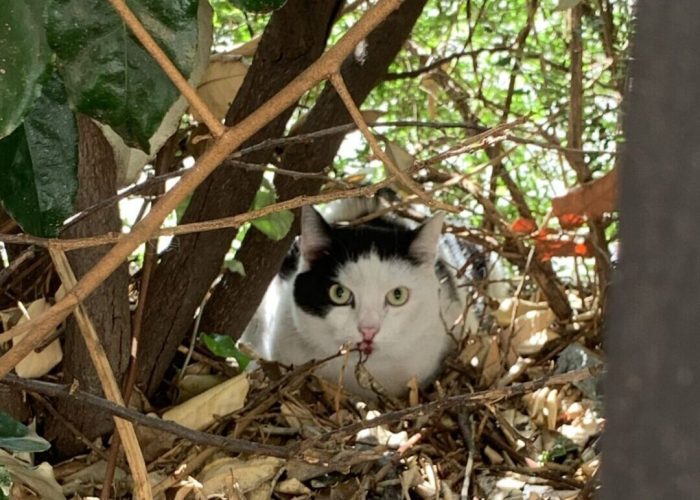 Gatto smarrito