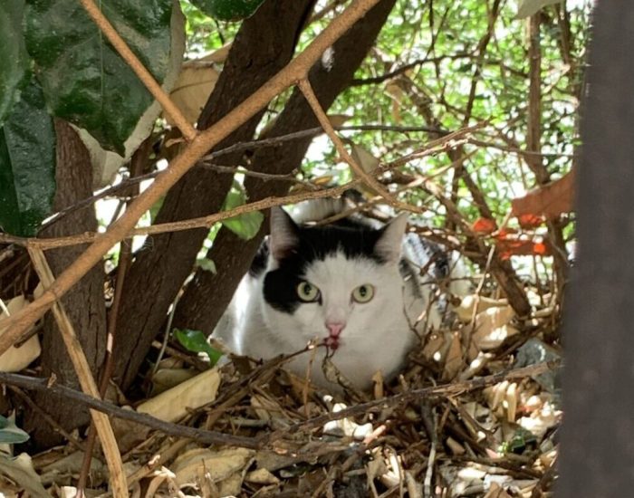 Gatto smarrito
