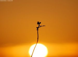 La foto vincitrice del concorso della Fondation Grand Paradis