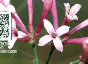 Immagine di archivio