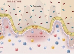 Il paesaggio dell'intestino: mantenere l'omeostasi intestinale.