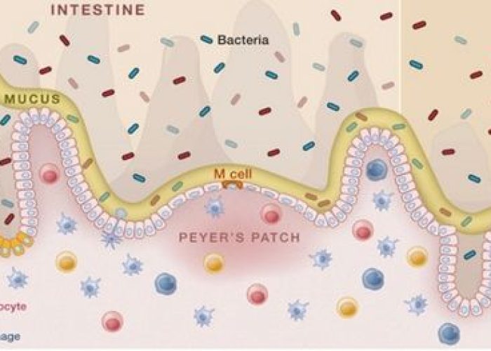 Il paesaggio dell'intestino: mantenere l'omeostasi intestinale.