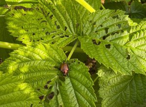 Una foglia di lampone con una Popillia japonica