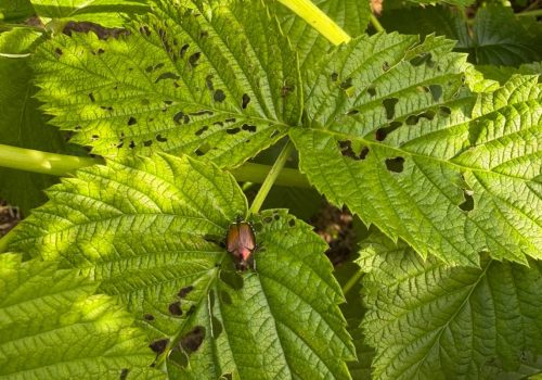 Una foglia di lampone con una Popillia japonica