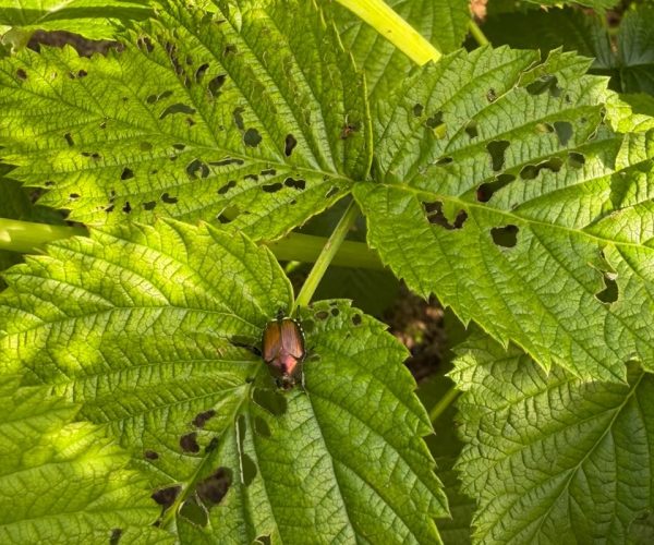 Una foglia di lampone con una Popillia japonica