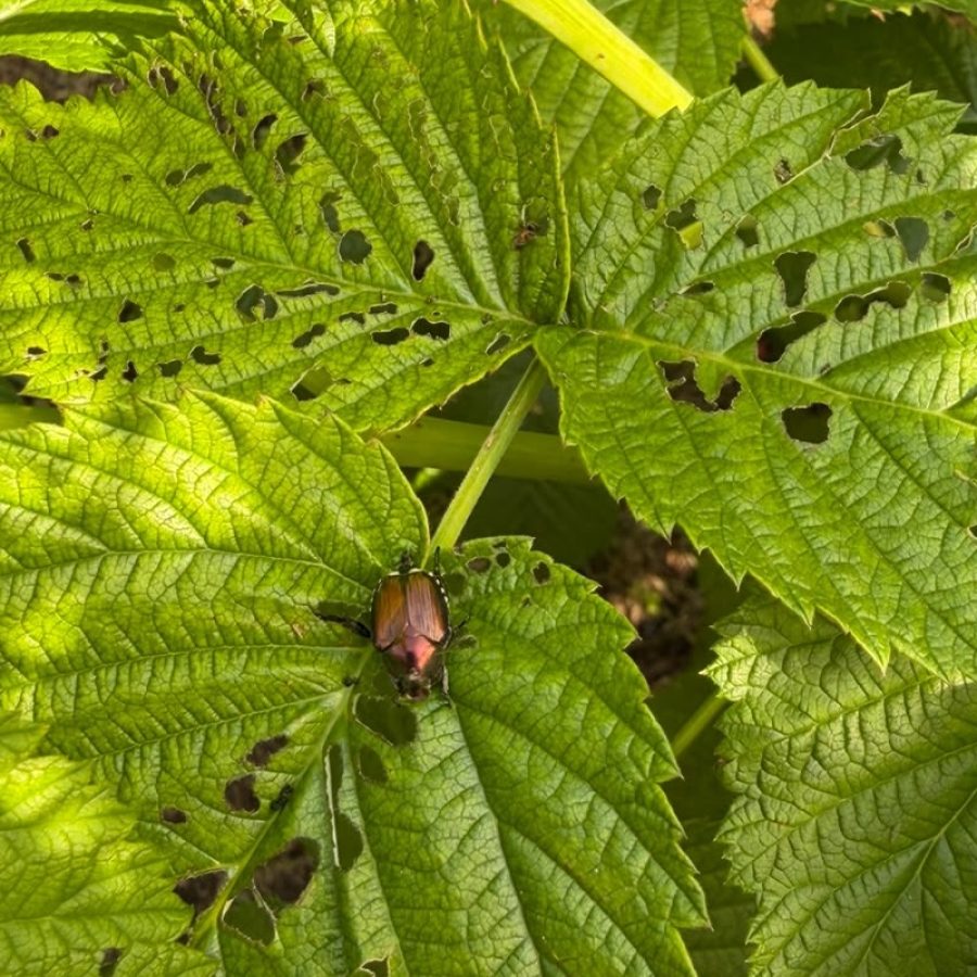 Una foglia di lampone con una Popillia japonica