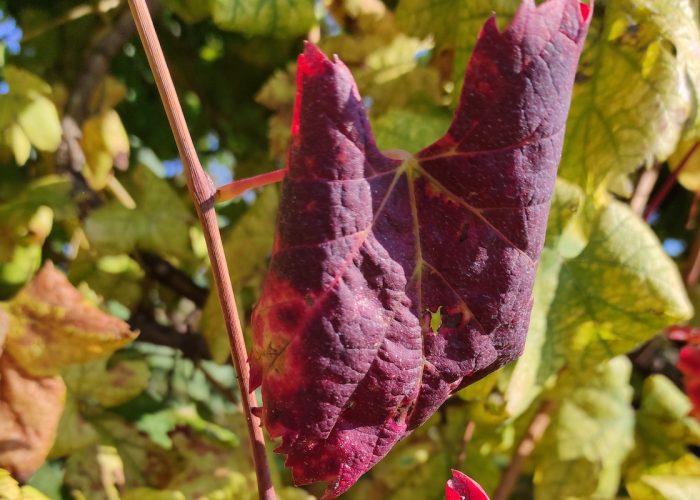 Foglie arrossate dalla Flavescenza