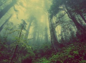 forest