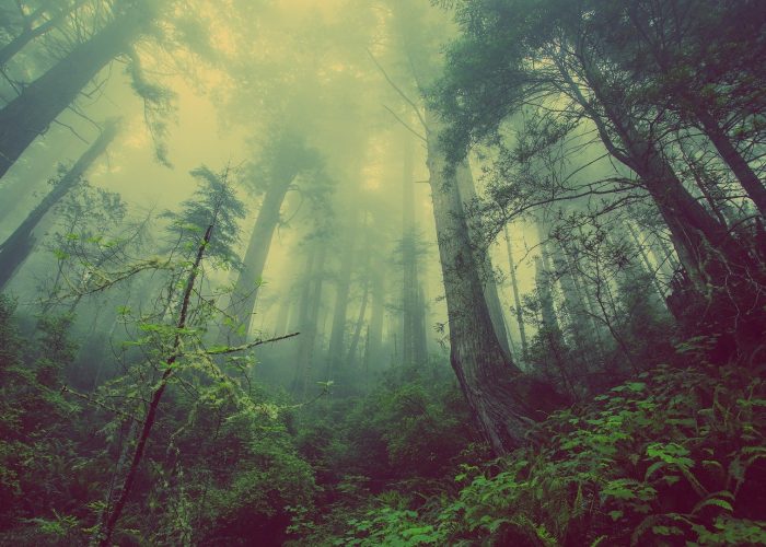 forest