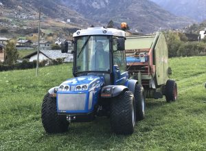 Allevare significa anche preoccuparsi del fieno per nutrire le bovine.