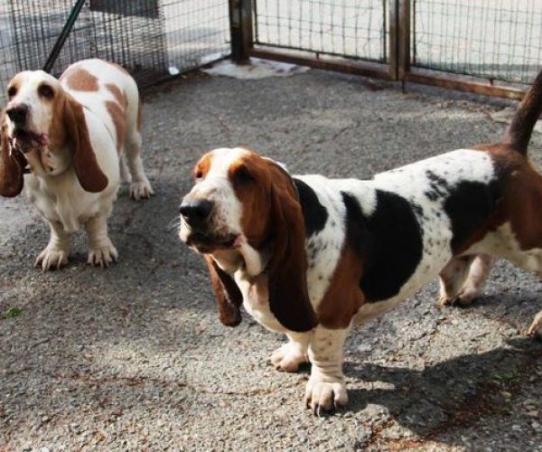 Alcuni cani del canile regionale