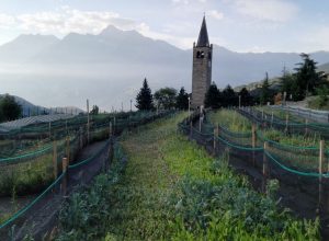 I terreni sopra la chiesa di Gignod, dove vengono allevati i molluschi