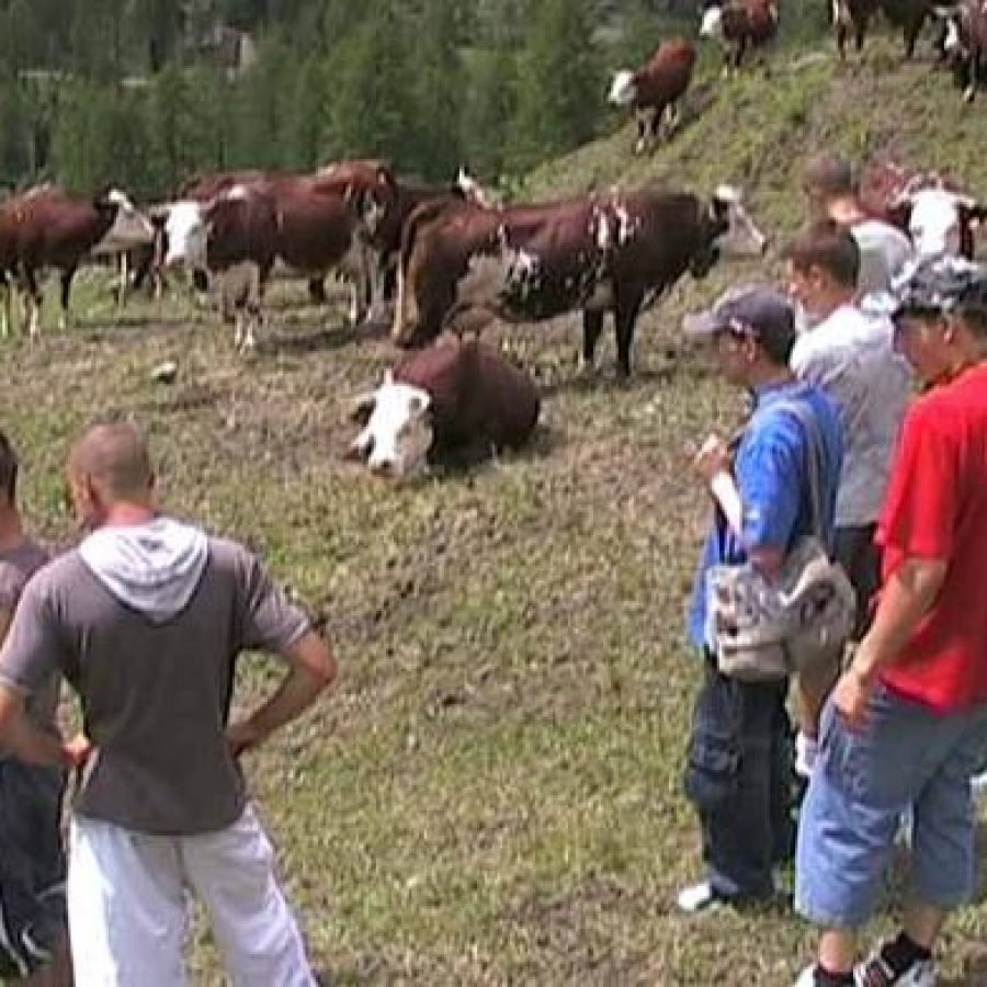 Immagine di archivio - Giovani arpian al lavoro