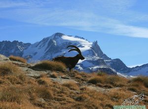 Gran Paradiso Trail (foto d'archivio)