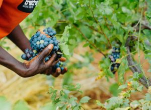 Lavoratori agricoli immigrati