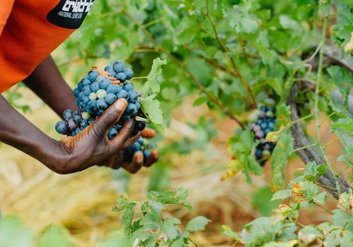 Lavoratori agricoli immigrati