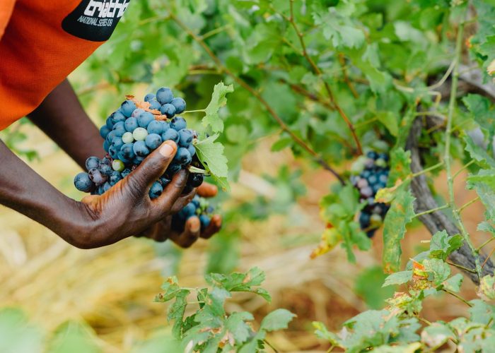 Lavoratori agricoli immigrati