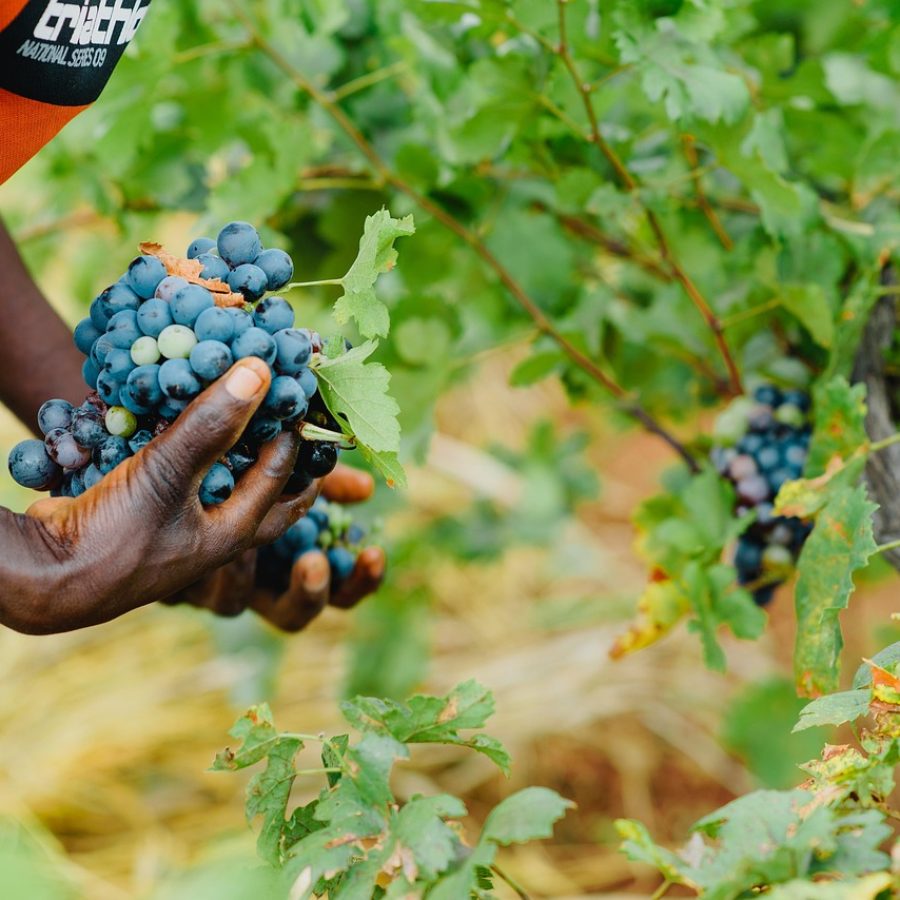 Lavoratori agricoli immigrati