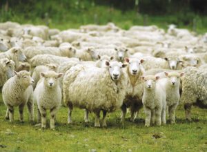 Un gregge di pecore (foto d'archivio).