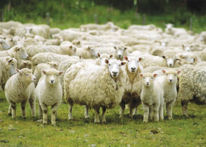 Un gregge di pecore (foto d'archivio).