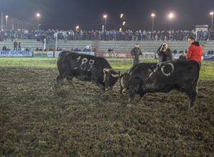 Batailles finale 2013