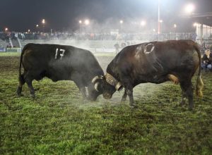 Batailles finale 2013