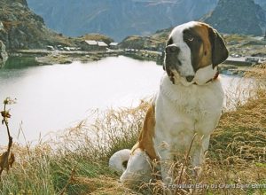 Un cane San Bernardo della Fondazione Barry