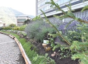 Jardin Alpin