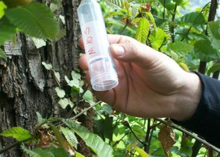 Momento del lancio di Torymus sinensis