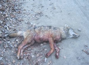 Il lupo ucciso ritrovato dalla Forestale ad Introd.