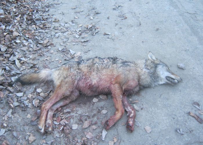 Il lupo ucciso ritrovato dalla Forestale ad Introd.