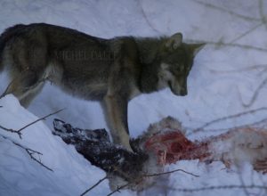 Un lupo intento a cibarsi con uno stambecco - Foto di Michel Dalle