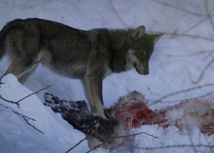 Un lupo intento a cibarsi con uno stambecco - Foto di Michel Dalle
